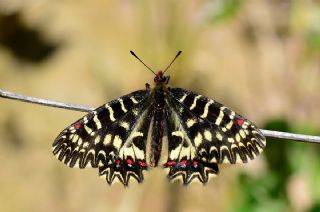 Gney Fistosu (Zerynthia polyxena)