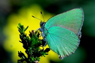 Zmrt (Callophrys rubi)