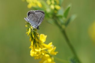 Minik Kupid (Cupido minimus)