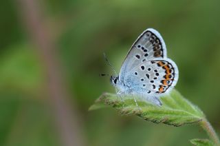 Gm Lekeli Esmergz (Plebejus argus)
