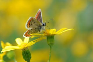 okgzl Esmer (Aricia agestis)