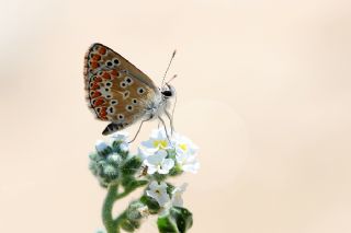 okgzl Esmer (Aricia agestis)