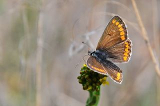 okgzl Esmer (Aricia agestis)