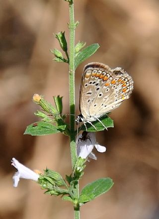 okgzl Mavi (Polyommatus icarus)