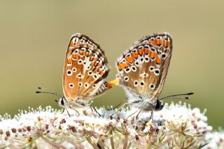 okgzl Esmer (Aricia agestis)