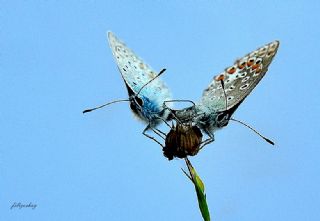 okgzl Mavi (Polyommatus icarus)