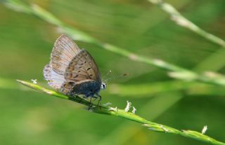 okgzl Mavi (Polyommatus icarus)