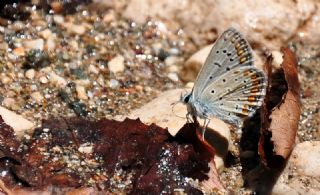 okgzl Mavi (Polyommatus icarus)