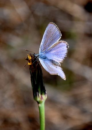 okgzl Mavi (Polyommatus icarus)
