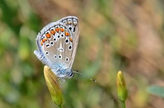 okgzl Mavi (Polyommatus icarus)