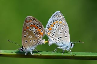 okgzl Mavi (Polyommatus icarus)