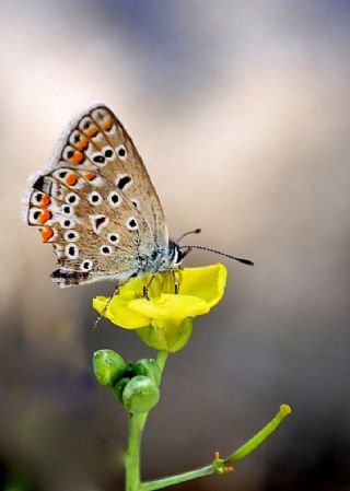 okgzl Mavi (Polyommatus icarus)