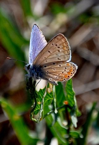 okgzl Mavi (Polyommatus icarus)