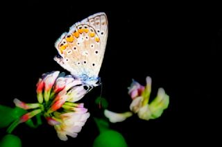 okgzl Mavi (Polyommatus icarus)