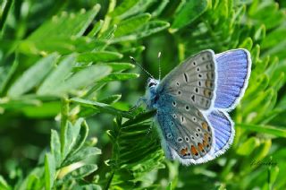 okgzl Mavi (Polyommatus icarus)