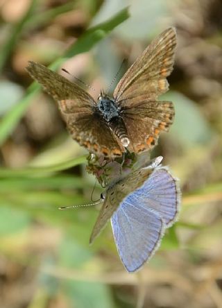 okgzl Mavi (Polyommatus icarus)