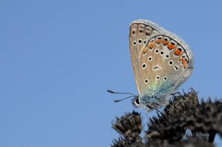 okgzl Mavi (Polyommatus icarus)