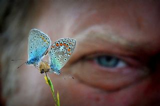 okgzl Mavi (Polyommatus icarus)