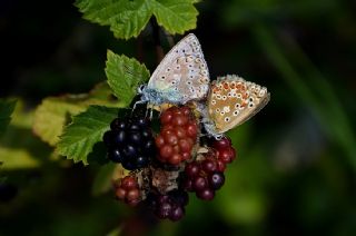 okgzl illimavi (Polyommatus coridon)