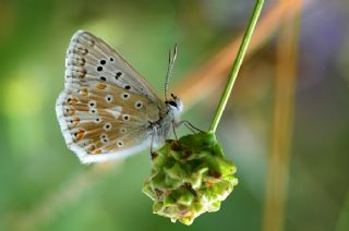 okgzl Gk Mavisi (Polyommatus bellargus)