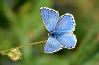 okgzl Gk Mavisi (Polyommatus bellargus)