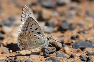 okgzl illimavi (Polyommatus coridon)