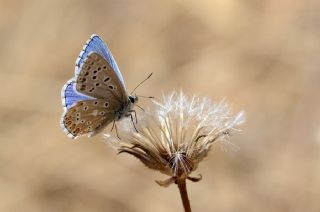 okgzl Gk Mavisi (Polyommatus bellargus)