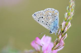 okgzl Gk Mavisi (Polyommatus bellargus)