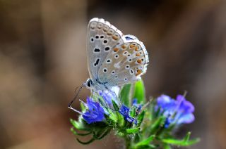 okgzl Gk Mavisi (Polyommatus bellargus)