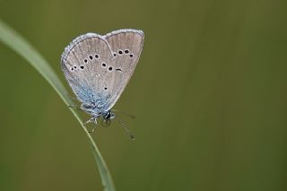 Mazarin Mavisi (Polyommatus semiargus)