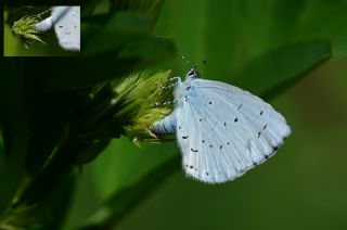 Kutsal Mavi (Celastrina argiolus)