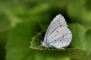 Kutsal Mavi (Celastrina argiolus)