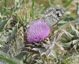 Anadolu Melikesi (Melanargia larissa)