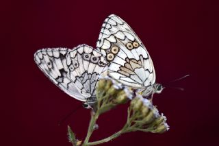 Anadolu Melikesi (Melanargia larissa)