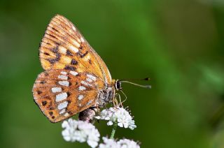 ncili Kelebek (Hamearis lucina)