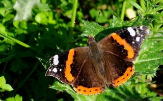 Atalanta&nbsp;(Vanessa&nbsp;atalanta)