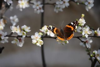 Atalanta (Vanessa atalanta)