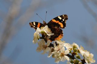 Atalanta (Vanessa atalanta)