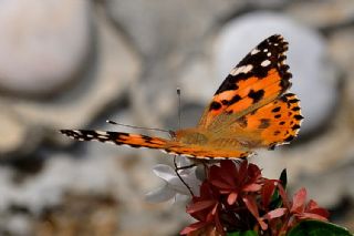 Diken Kelebei (Vanessa cardui)