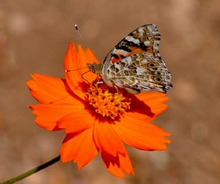 Diken Kelebei (Vanessa cardui)