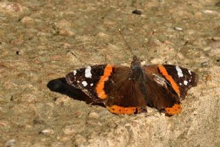 Atalanta (Vanessa atalanta)