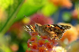 Diken Kelebei (Vanessa cardui)