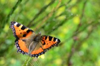 Aglais (Aglais urticae)