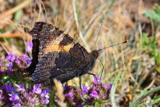 Aglais (Aglais urticae)