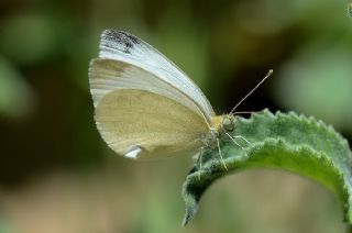 Da Beyazmelei (Pieris ergane)