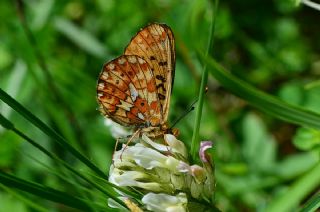 Beyaz nci (Clossiana euphrosyne)