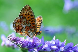 Beyaz nci (Clossiana euphrosyne)