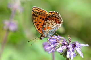 Niyobe (Fabriciana niobe)