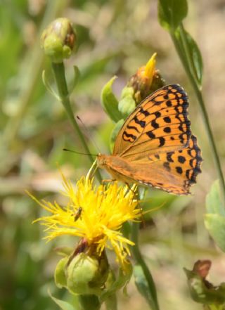 Byk nci (Fabriciana adippe)