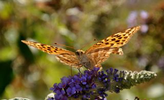 Cengaver (Argynnis paphia)